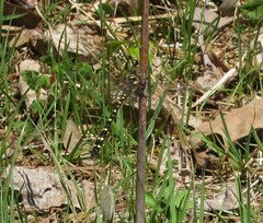 Cordulegaster maculata