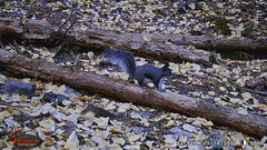 Sciurus aberti