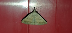 Pechipogo plumigeralis