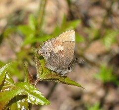 Callophrys henrici