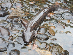 Necturus maculosus