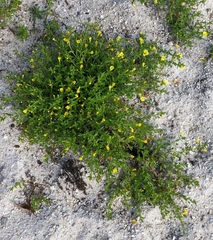 Gratiola aurea