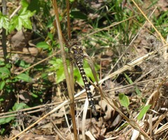 Cordulegaster maculata