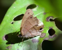 Hermeuptychia hermes