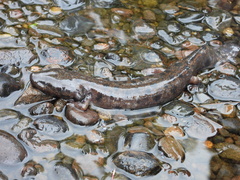 Necturus maculosus