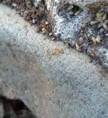 Brachymyrmex depilis