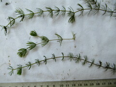 Ceratophyllum demersum