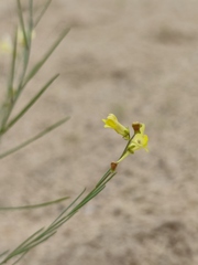 Linaria odora
