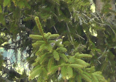 Turdus torquatus
