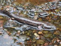 Necturus maculosus