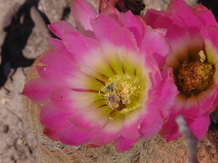Echinocereus pectinatus pectinatus