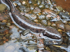 Necturus maculosus