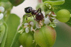 Crematogaster