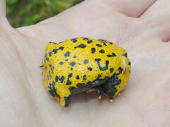 Bombina variegata