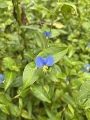 Commelina communis