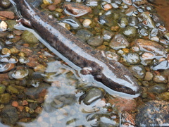 Necturus maculosus