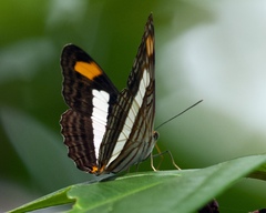 Adelpha iphicleola