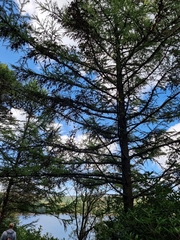 Larix decidua