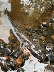Necturus maculosus