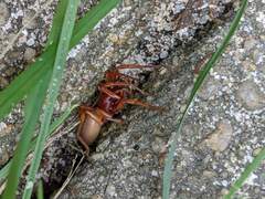 Dysdera crocata