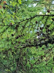 Larix decidua