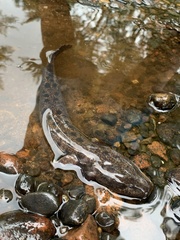 Necturus maculosus