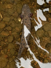 Necturus maculosus