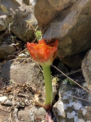 Scadoxus puniceus