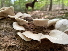 Fungi