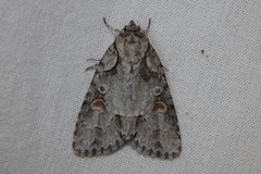 Acronicta albarufa exempta