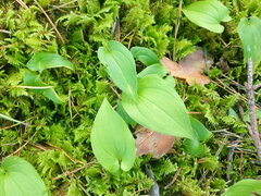 Maianthemum bifolium