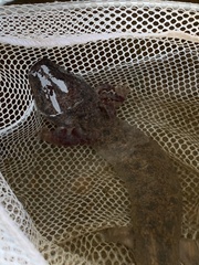 Necturus maculosus