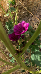 Malva sylvestris