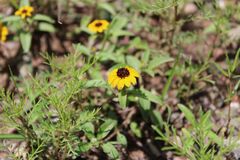 Sanvitalia procumbens