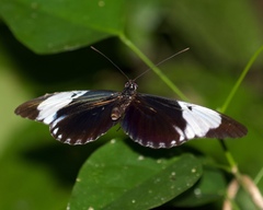 Heliconius cydno
