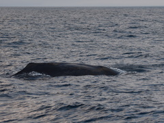 Physeter macrocephalus