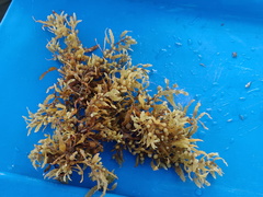 Sargassum