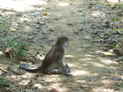 Macaca fascicularis