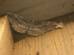 Neoalcis californiaria