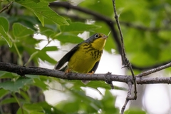 Cardellina canadensis