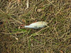 Scardinius erythrophthalmus