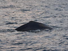 Physeter macrocephalus