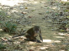 Macaca fascicularis
