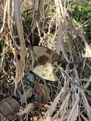 Papilio dardanus cenea