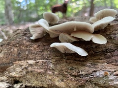 Fungi