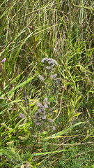 Pycnanthemum