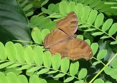 Junonia iphita