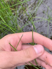 Eleocharis compressa