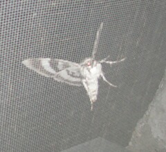 Catocala fraxini