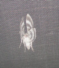 Catocala fraxini